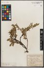 Foto von Salix retusa L.